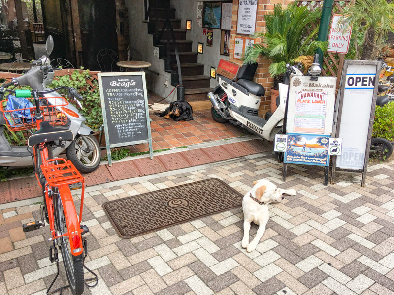 代々木上原駅　お店の前にいる犬