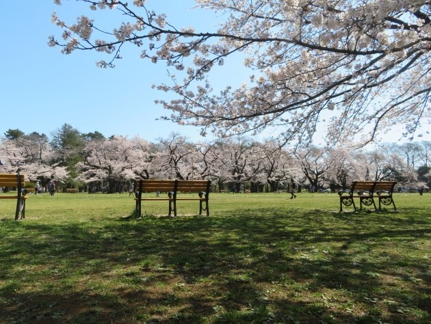 小金井公園