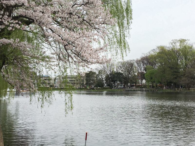 石神井公園