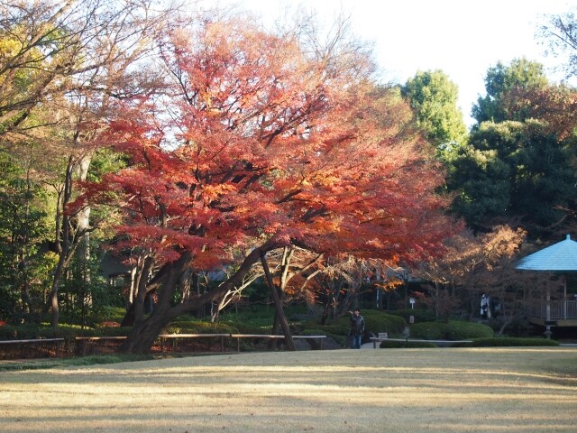 杉並区立大田黒公園