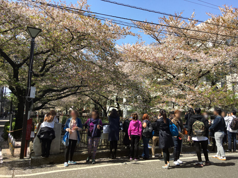 目黒川の桜