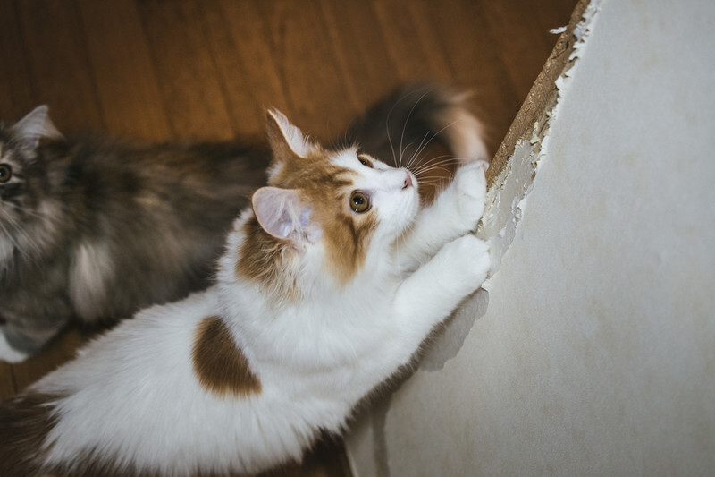 一人暮らしで猫を飼う前に知っておくべきデメリット