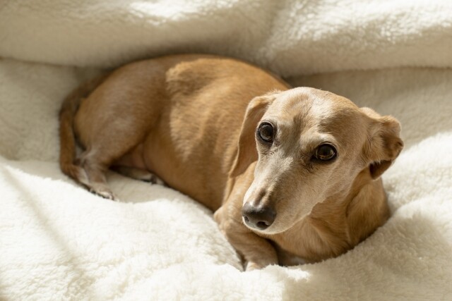 一人暮らしでも犬を飼いたいアイキャッチ