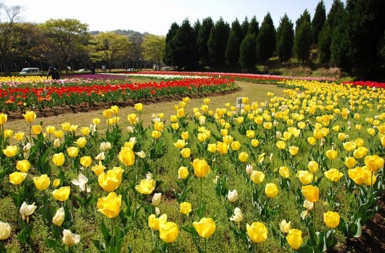 光都チューリップ園