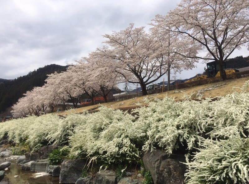 神流町の花々